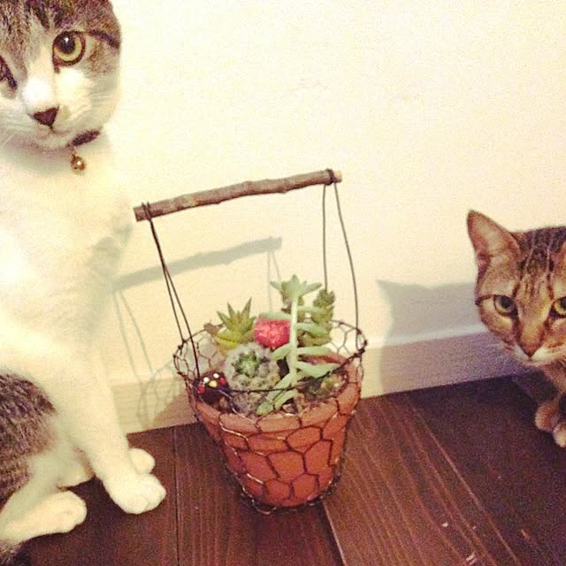 picakoさんの実例写真