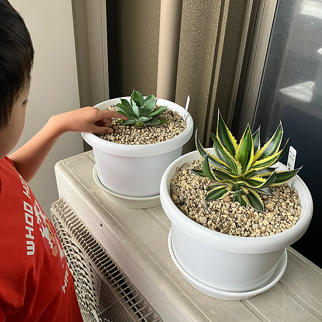 koshiregutyoさんの部屋