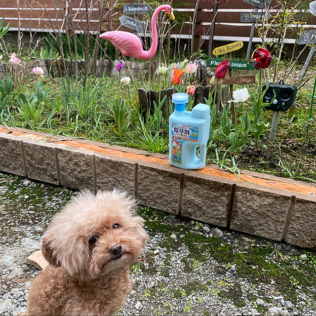 mococoさんの実例写真