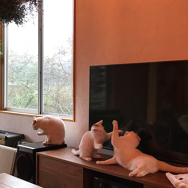 sakurasakuさんの実例写真