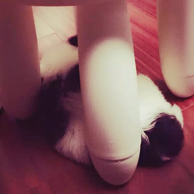 MARIさんの実例写真