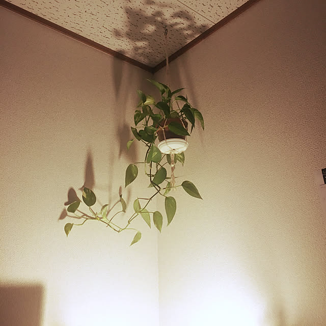 Junkoさんの実例写真