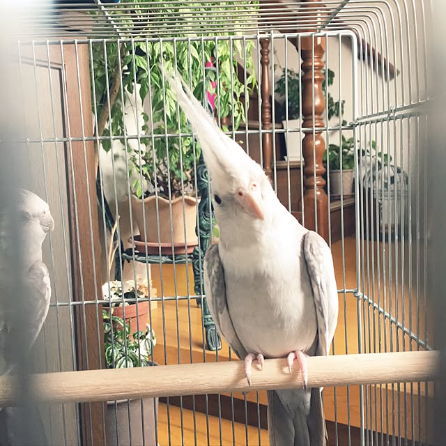 kimkimさんの実例写真