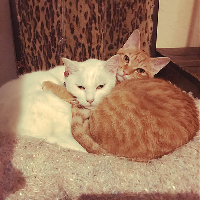 miさんの実例写真