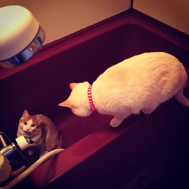 bobooooonさんの実例写真