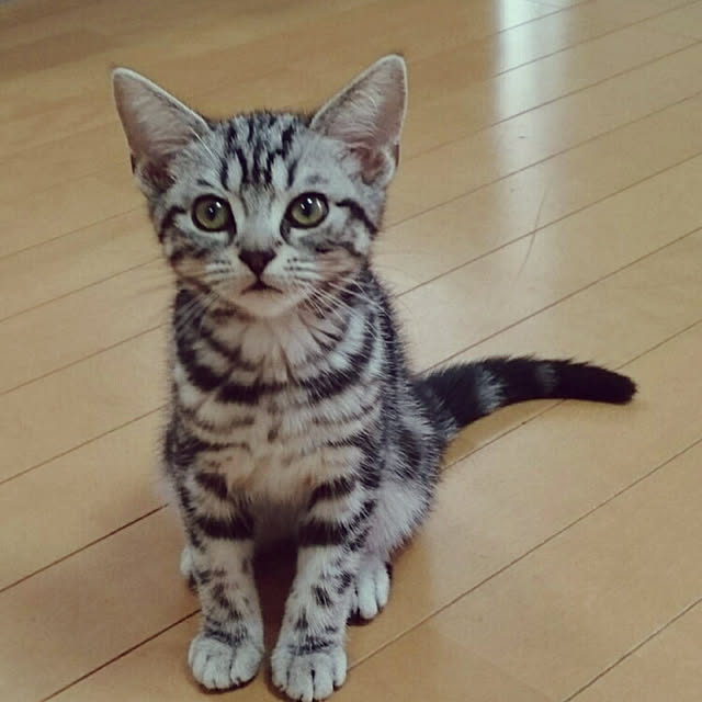 CatClipさんの実例写真