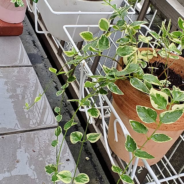pomさんの部屋