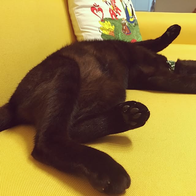 Kaoさんの実例写真