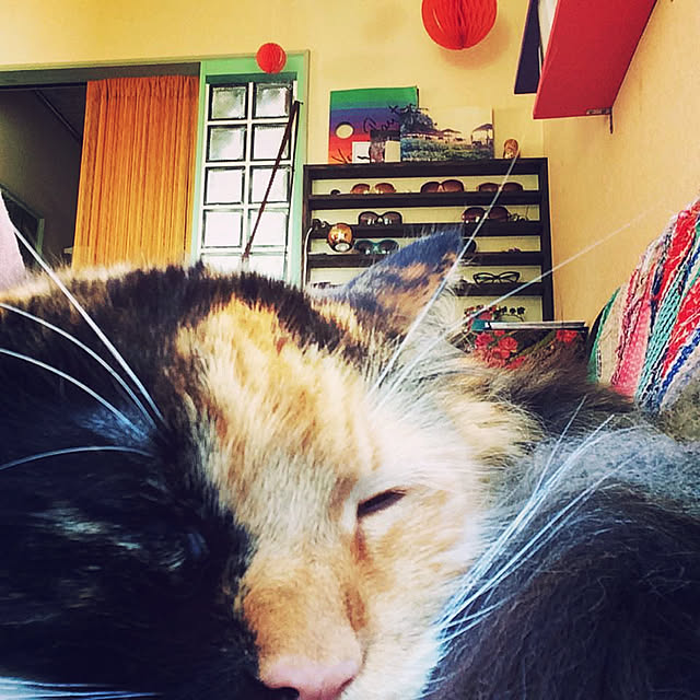 nekobusさんの実例写真