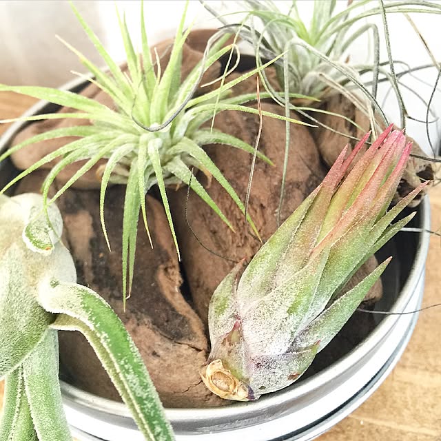 kiki_nekkoさんの実例写真