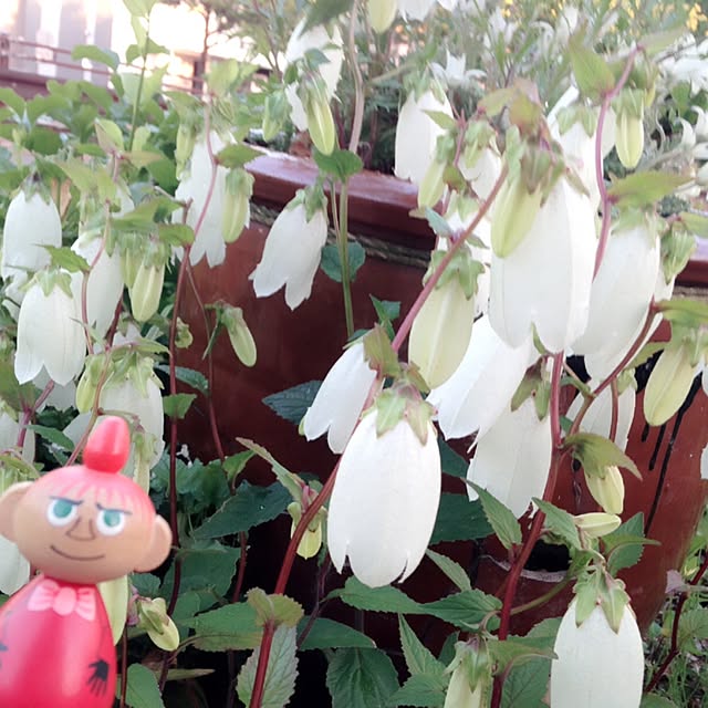 okeiさんの実例写真