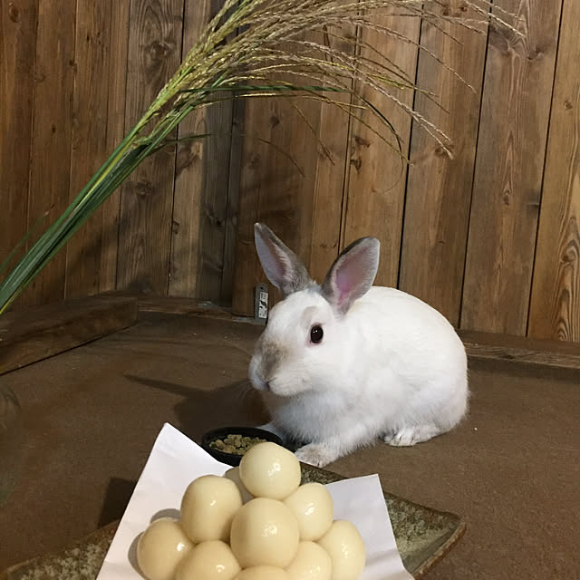 壁/天井のインテリア実例 - 2018-04-02 22:47:02
