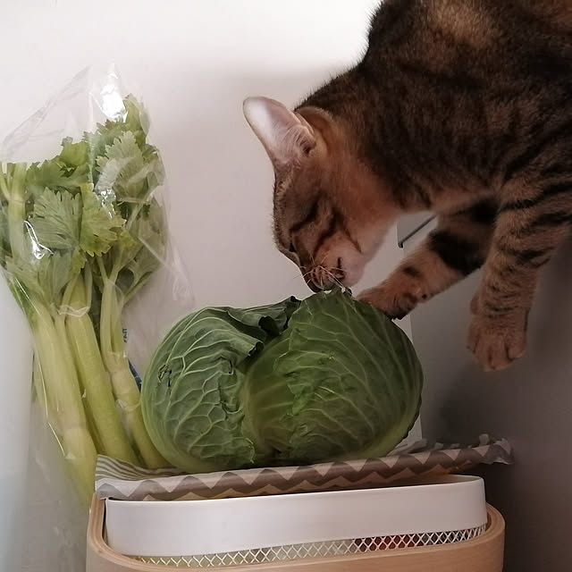 kikufujiさんの実例写真