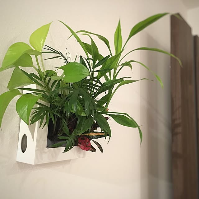 壁/天井/男前/無印良品/観葉植物のインテリア実例 - 2016-09-10 22:05:29