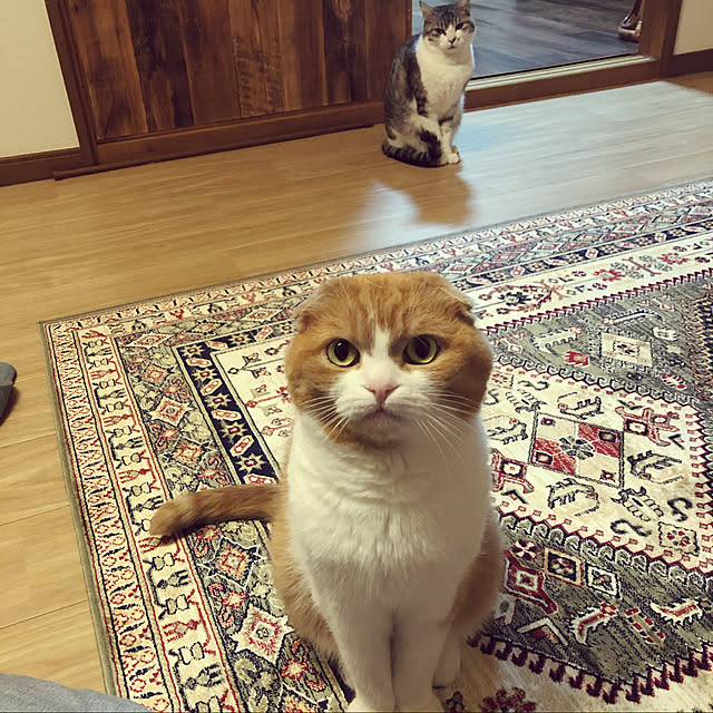 nekosikaさんの実例写真