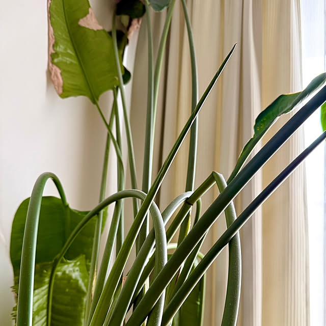 sakura-51さんの実例写真