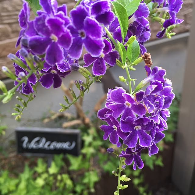 tomoさんの実例写真