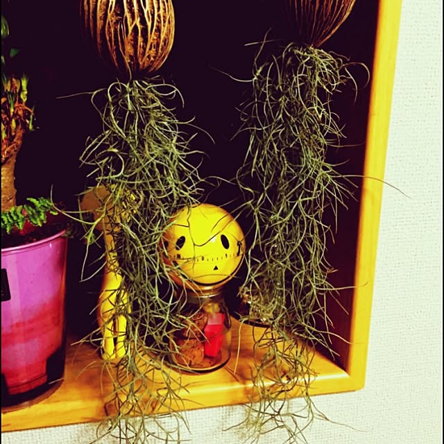 chiiiiさんの実例写真
