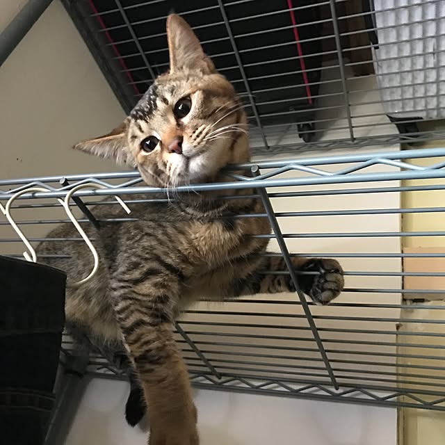 ma-ya-sunsunさんの実例写真
