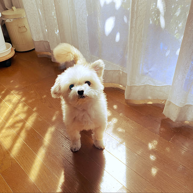 Kekoponさんの実例写真