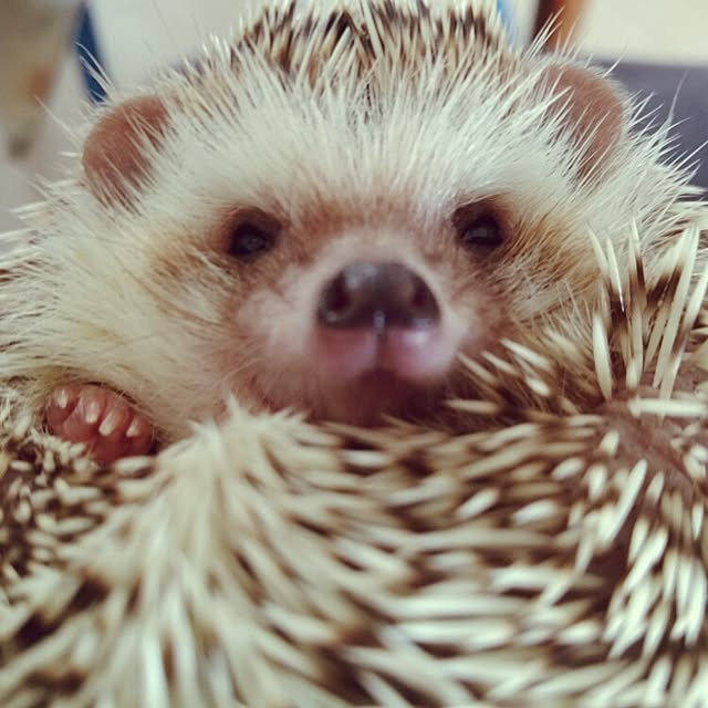 kuruさんの実例写真