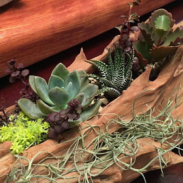 棚/多肉植物/観葉植物/DIYのインテリア実例 - 2016-03-18 13:47:29