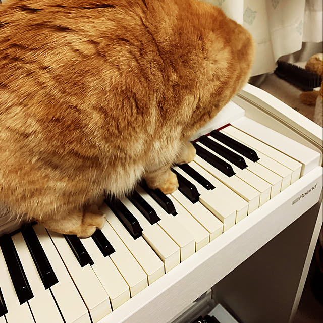 madrigal.Dさんの実例写真