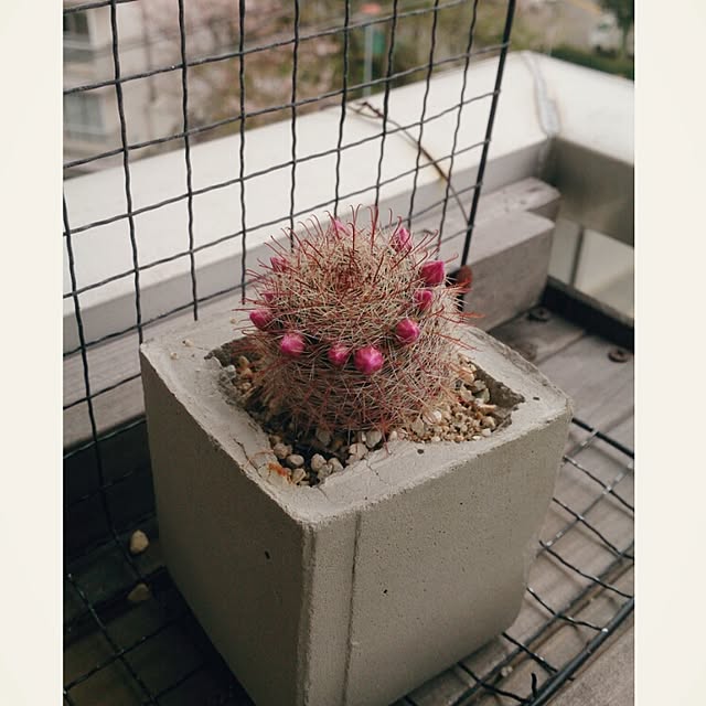 miporin0711さんの実例写真