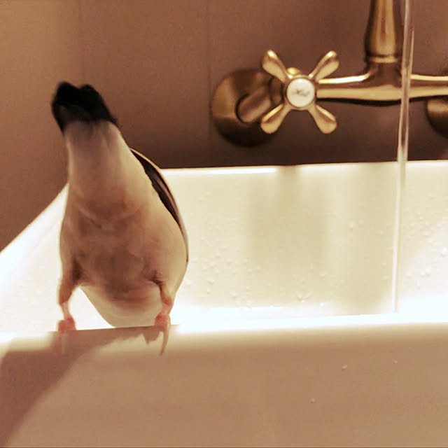 H-iroyaさんの実例写真