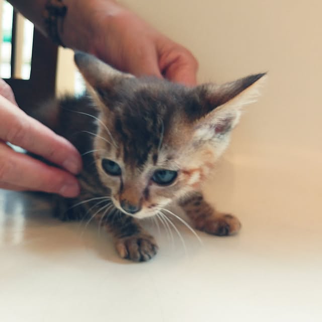 kittenblueさんの実例写真