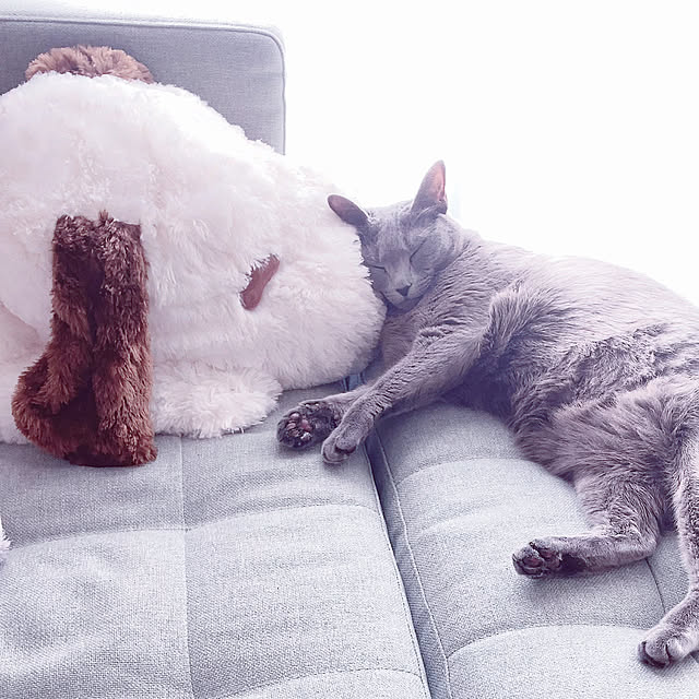 snoopyさんの実例写真