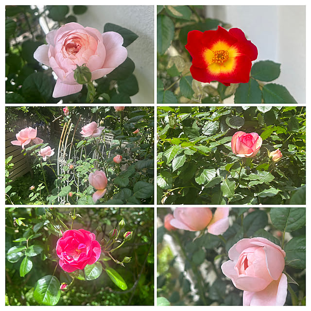 magnoliaさんの実例写真