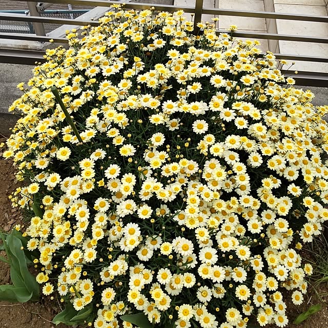 violaさんの実例写真