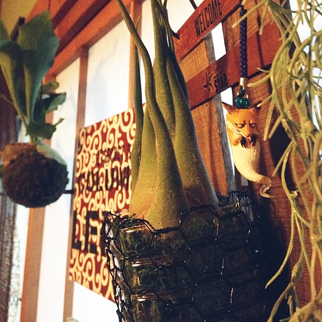 amさんの実例写真