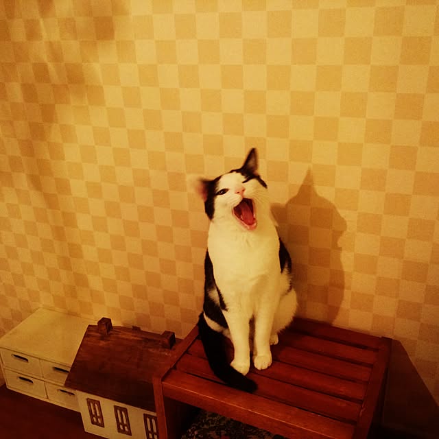 neko5673さんの実例写真