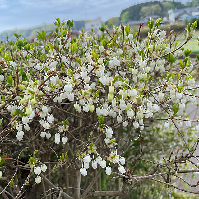 mogumoguさんの実例写真