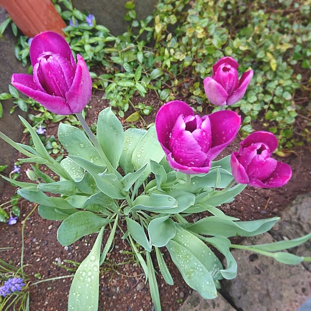 Mi-koさんの部屋