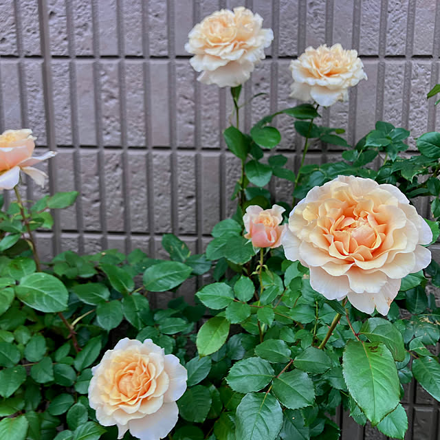 tinkunさんの部屋