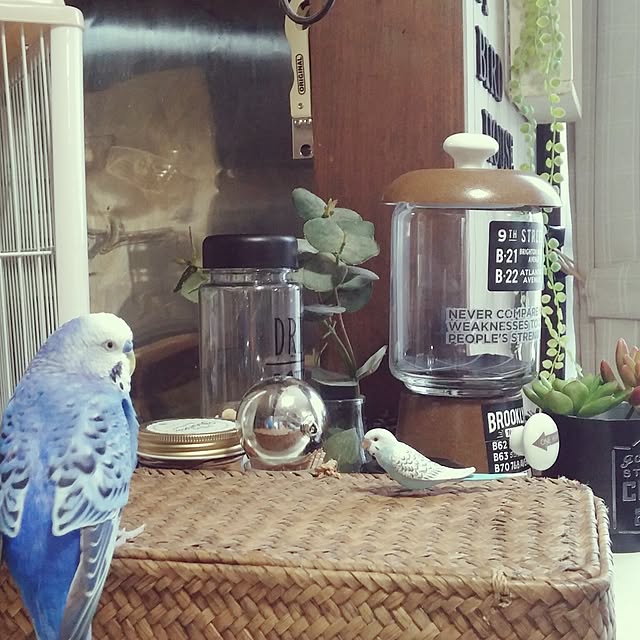 opiopiopiさんの実例写真