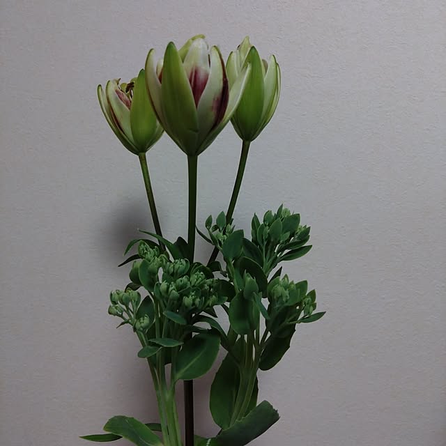 jkabmymycatさんの実例写真