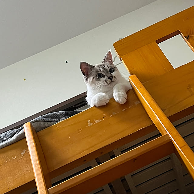nekoさんの部屋
