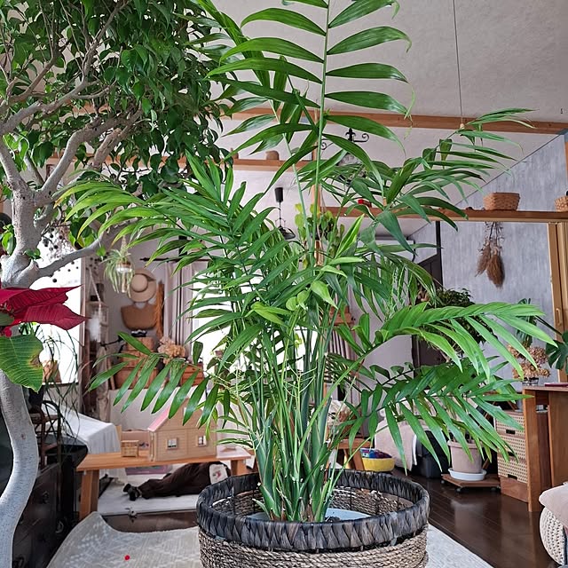 midoriさんの部屋