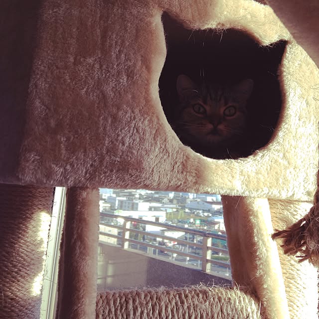 Mikaさんの実例写真