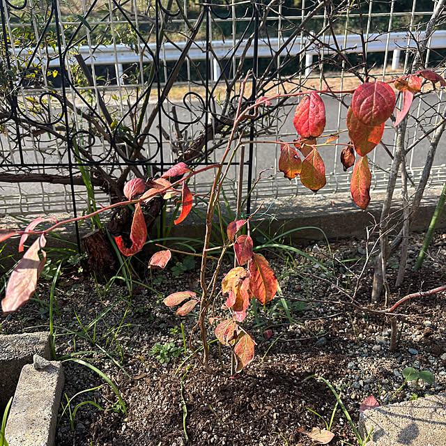 chIoeさんの部屋