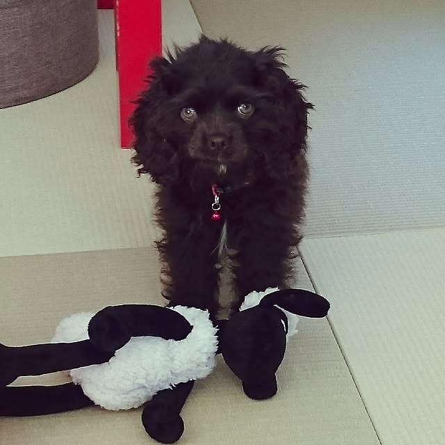 Saorinさんの実例写真