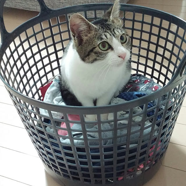 saosanさんの実例写真