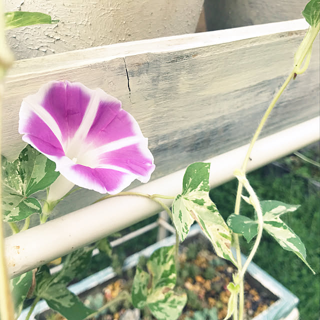 kokko3さんの実例写真