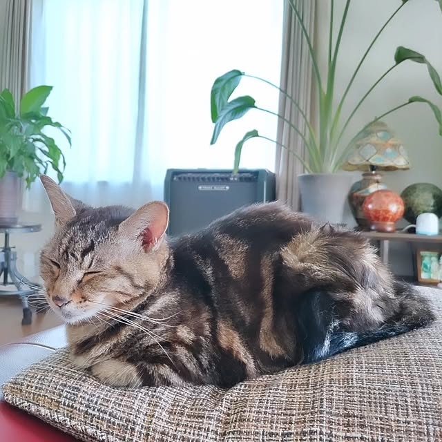 mairin318さんの実例写真