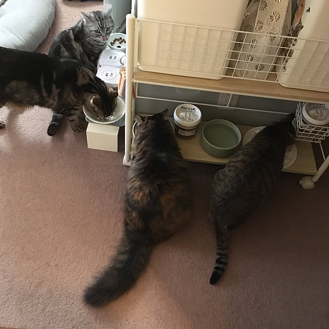 mikomaruさんの実例写真
