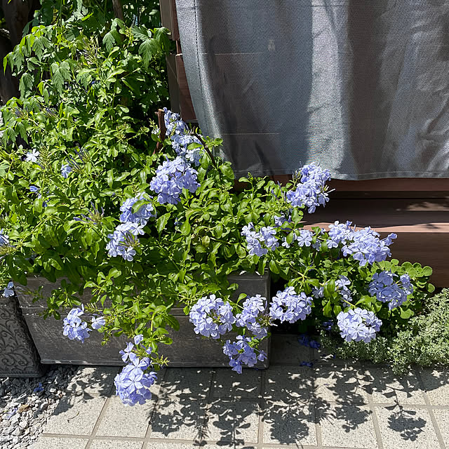 ronronさんの部屋